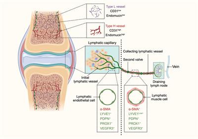 The role of vascular and lymphatic networks in bone and joint homeostasis and pathology